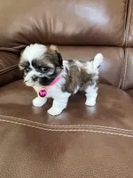 Coco , a female Shih Tzu for sale in Cumming, GA – 2 of 5