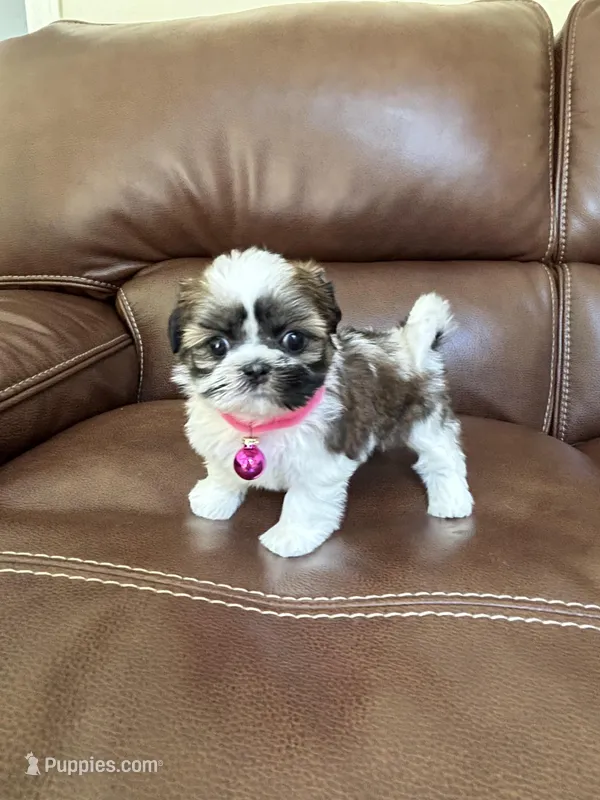 Coco  – Shih Tzu puppy for sale in Cumming, GA