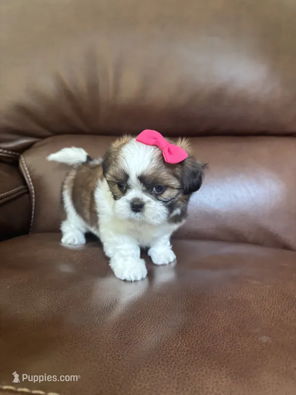 AKC Angle  – Shih Tzu puppy for sale in Cumming, GA