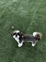 AKC Stud  , a male Shih Tzu for sale in Cumming, GA – Photo 4 of 7