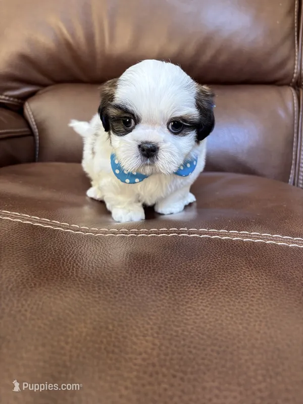 AKC Kong  – Shih Tzu puppy for sale in Cumming, GA