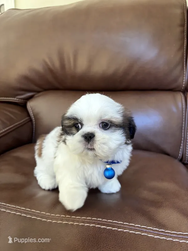 AKC Kong  – Shih Tzu puppy for sale in Cumming, GA