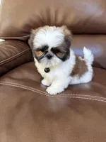 AKC MAX, a male Shih Tzu for sale in Cumming, GA – 5 of 5