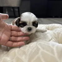Teddy, a male Shih Tzu for sale in Cumming, GA – 5 of 5