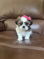 AKC Angle , a female Shih Tzu for sale in Cumming, GA – 5 of 5