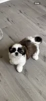 AKC Kong , a male Shih Tzu for sale in Cumming, GA – 4 of 4