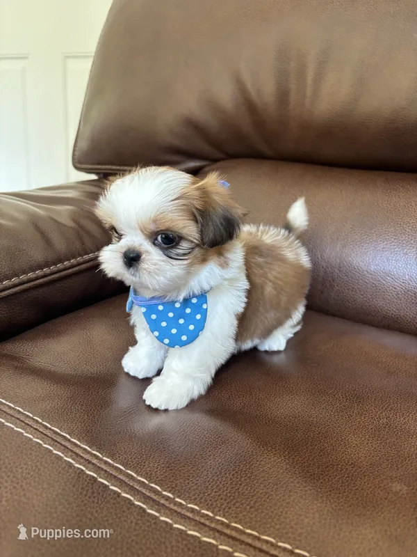 AKC Teddy  – Shih Tzu puppy for sale in Cumming, GA