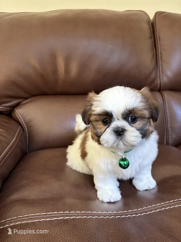 AKC CHARLIE BROWN – Shih Tzu puppy for sale in Cumming, GA