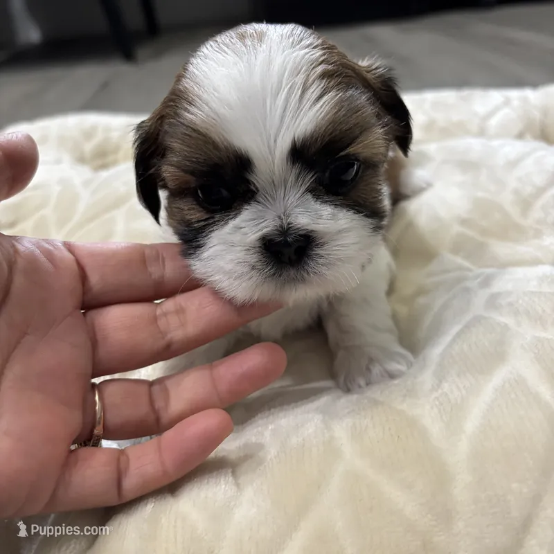 Kong  – Shih Tzu puppy for sale in Cumming, GA