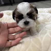 Kong , a male Shih Tzu for sale in Cumming, GA – 1 of 5