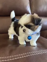 AKC Teddy, a male Shih Tzu for sale in Cumming, GA – Photo 3 of 4