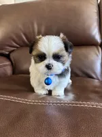 AKC Teddy, a male Shih Tzu for sale in Cumming, GA – Photo 2 of 4