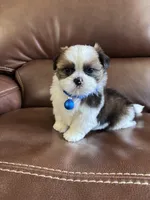 AKC Teddy, a male Shih Tzu for sale in Cumming, GA – Photo 4 of 4