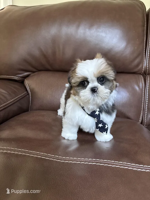 AKC Teddy – Shih Tzu puppy for sale in Cumming, GA