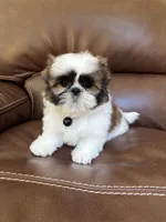 AKC MAX, a male Shih Tzu for sale in Cumming, GA – 2 of 5