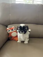 COCO, a female Shih Tzu for sale in Cumming, GA – 2 of 5