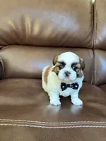 AKC CHARLIE BROWN, a male Shih Tzu for sale in Cumming, GA – 2 of 5