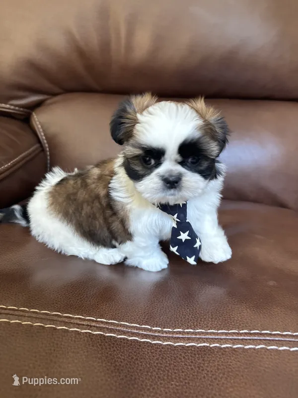 AKC Kong  – Shih Tzu puppy for sale in Cumming, GA