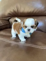 AKC KONG , a male Shih Tzu for sale in Cumming, GA – 4 of 4