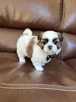 AKC CHARLIE BROWN, a male Shih Tzu for sale in Cumming, GA – 5 of 5