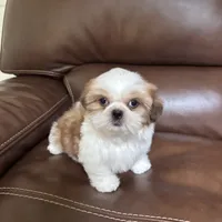 AKC Teddy , a male Shih Tzu for sale in Cumming, GA – 3 of 4