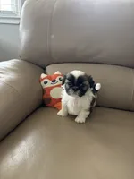 COCO, a female Shih Tzu for sale in Cumming, GA – 5 of 5