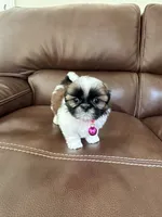 AKC COCO, a female Shih Tzu for sale in Cumming, GA – 3 of 4