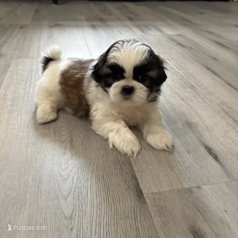 Teddy – Shih Tzu puppy for sale in Cumming, GA