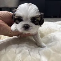 Teddy, a male Shih Tzu for sale in Cumming, GA – 2 of 5