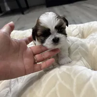 Kong , a male Shih Tzu for sale in Cumming, GA – 2 of 5