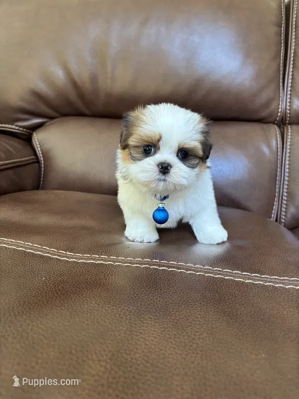 AKC Teddy  – Shih Tzu puppy for sale in Cumming, GA