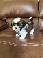 Max, a male Shih Tzu for sale in Cumming, GA – 3 of 4