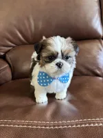 AKC CHARLIE BROWN , a male Shih Tzu for sale in Cumming, GA – Photo 4 of 4
