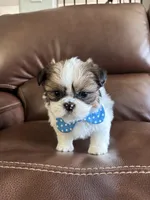 AKC CHARLIE BROWN , a male Shih Tzu for sale in Cumming, GA – Photo 2 of 4