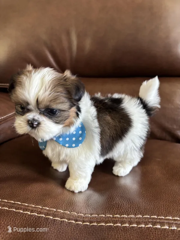 AKC CHARLIE BROWN  – Shih Tzu puppy for sale in Cumming, GA
