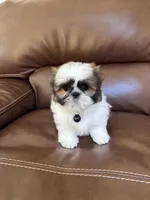 AKC MAX, a male Shih Tzu for sale in Cumming, GA – 1 of 5