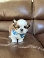 AKC KONG , a male Shih Tzu for sale in Cumming, GA – 2 of 4