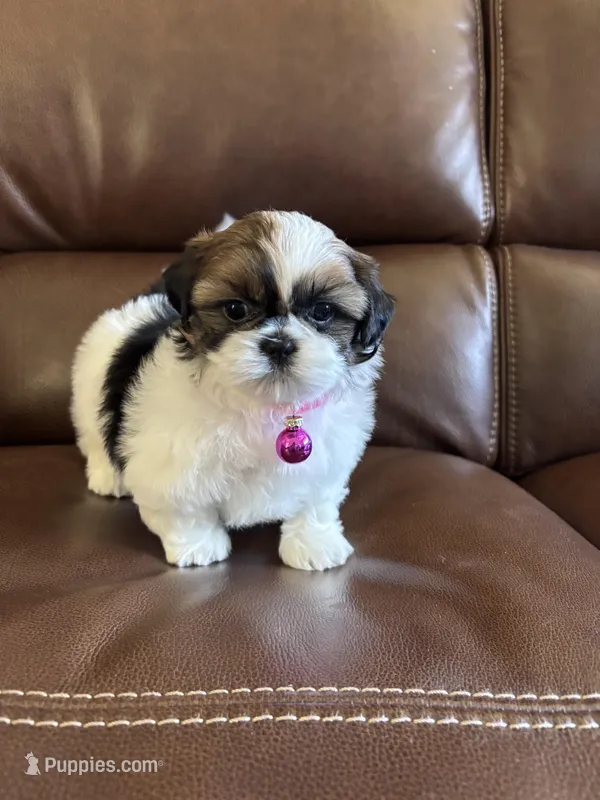 AKC COCO – Shih Tzu puppy for sale in Cumming, GA