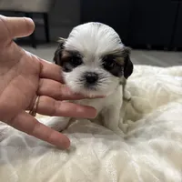 Teddy, a male Shih Tzu for sale in Cumming, GA – 1 of 5