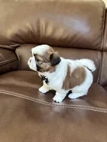 AKC CHARLIE BROWN, a male Shih Tzu for sale in Cumming, GA – 3 of 5