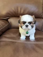 AKC Max, a male Shih Tzu for sale in Cumming, GA – 2 of 4