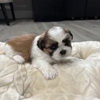 Kong , a male Shih Tzu for sale in Cumming, GA – 5 of 5