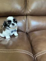 AKC Max, a male Shih Tzu for sale in Cumming, GA – 3 of 4