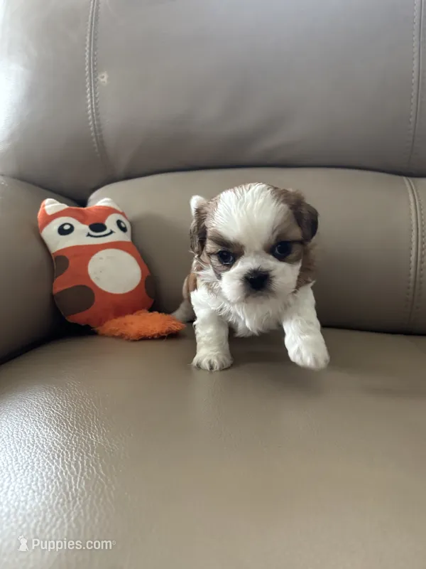 Tinker Bell – Shih Tzu puppy for sale in Cumming, GA
