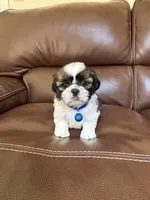 Max, a male Shih Tzu for sale in Cumming, GA – 4 of 4
