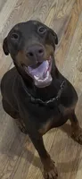 Lina, a female Doberman Pinscher for sale in Atlanta, GA – 4 of 4