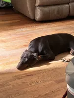 Lina, a female Doberman Pinscher for sale in Atlanta, GA – 2 of 4