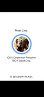 Lina, a female Doberman Pinscher for sale in Atlanta, GA – 3 of 4