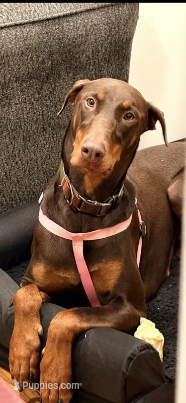 Lina – Doberman Pinscher puppy for sale in Atlanta, GA