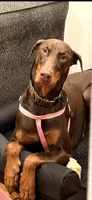 Lina, a female Doberman Pinscher for sale in Atlanta, GA – 1 of 4